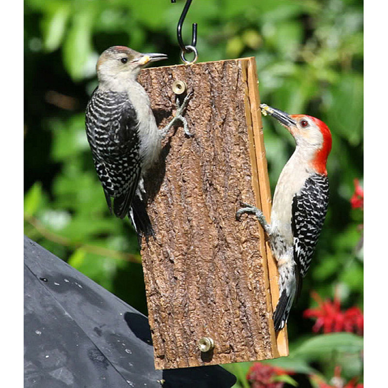 Birds Choice Hanging Suet Bird Feeder Wayfair